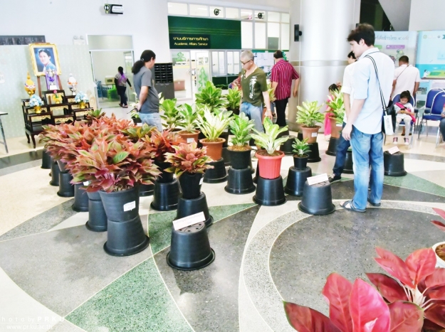การประกวดไม้ประดับ งานเกษตรแฟร์ 2562