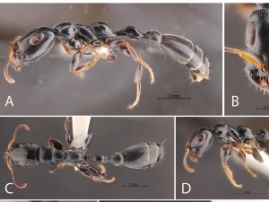 คณะวนศาสตร์ มก. ร่วมมือ อพวช. และ มทร.ธัญบุรี ค้นพบ “มดตะนอยชนิดใหม่ของโลก” ครั้งแรกในเอเชียที่พบมดงานสองลักษณะ